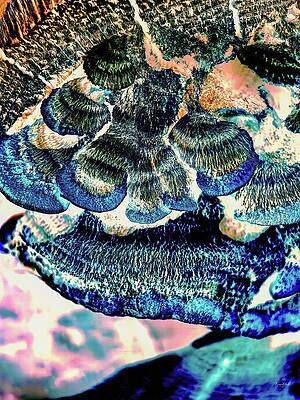 Abstract Photograph - Turkey Tail Mushrooms by Bruce Block