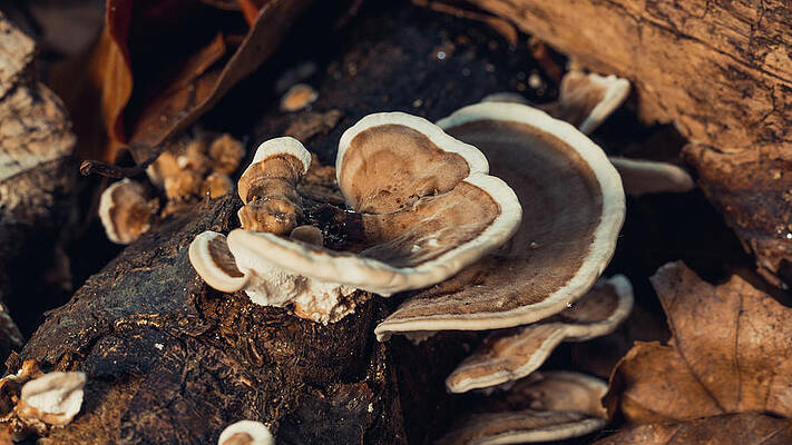 Raw Photograph - Turkey Tail Spread by Scott Lyons