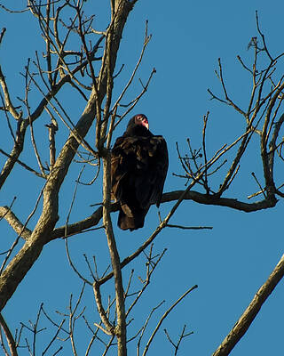 Wall Art featuring the photograph Turkey Vulture In A Tree by Flees Photos