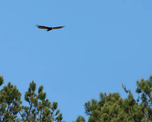 Wall Art featuring the photograph Turkey Vulture In Flight #1 by Flees Photos