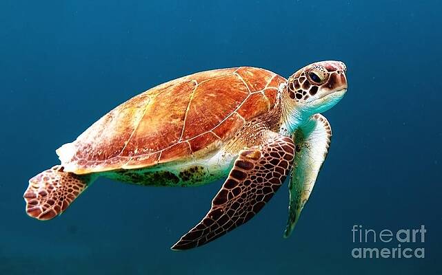 Nature Wall Art featuring the digital art Turle by Antonios Valamontes
