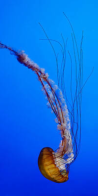 San Francisco Photograph - Turn Around - Sea Nettle by KJ Swan