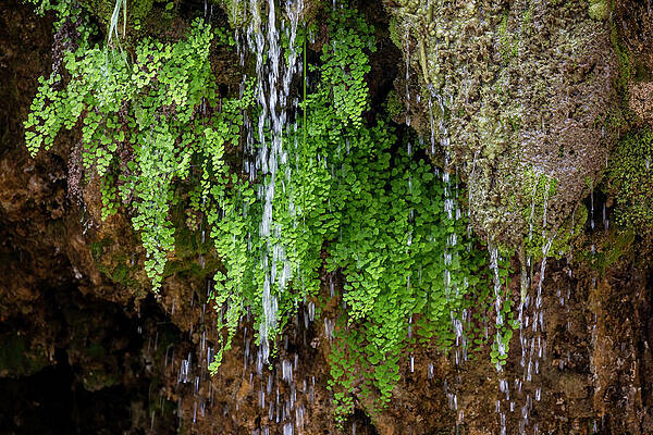 Nature Wall Art featuring the photograph Turner Falls Ferns 2 by Kelley King