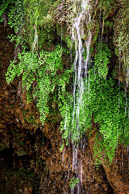 Green Wall Art featuring the photograph Turner Falls Ferns by Kelley King