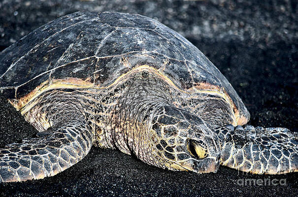 Wall Art featuring the photograph Turtle On Punalu'u Beach by Debra Banks