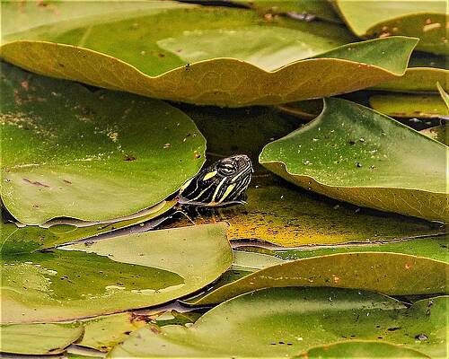 Wall Art featuring the photograph Turtle2 by John Linnemeyer