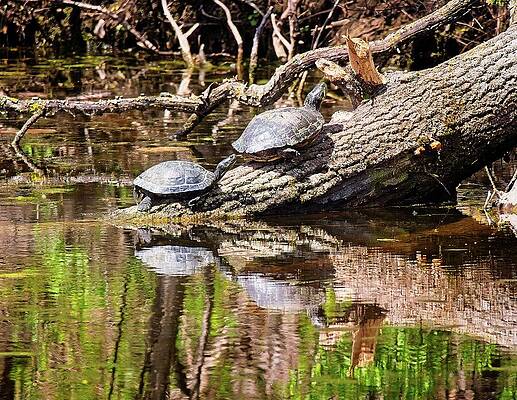 Wall Art featuring the photograph Turtles On Log, Madison, WI 2 by Steven Ralser