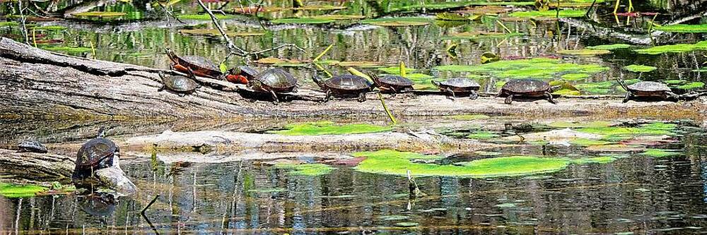Wall Art featuring the photograph Turtles On Log, Madison, WI by Steven Ralser