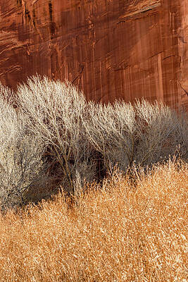 Utah Photograph - Twig And Stone 2 by Craig A Walker
