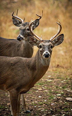 Texas Wall Art featuring the photograph Twin Buck Portrait by Ron Long Ltd Photography