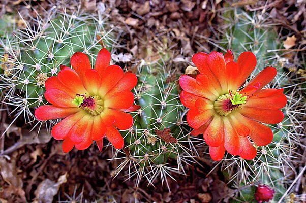 Wildflower Photograph - Twin Claret Cup Cactus by Bob Falcone