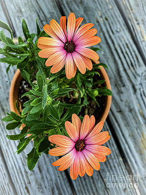 Summer Photograph - Twin Daisy Pot by William Norton