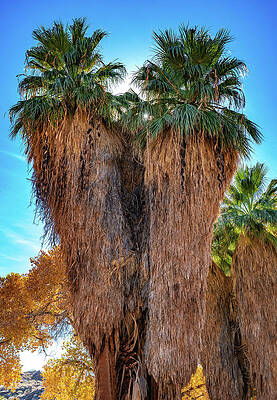 California Photograph - Twin Palm Trees, California by Abbie Warnock