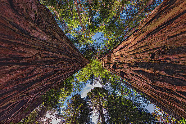 Beautiful Photograph - Twin Redwood Trunks, California by Abbie Warnock