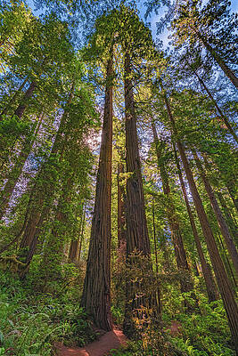 Beautiful Photograph - Twin Redwoods, California by Abbie Warnock