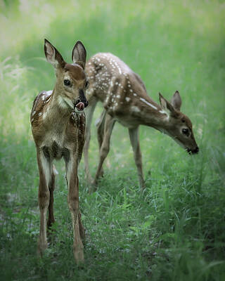 Country Wall Art featuring the photograph Twins by James Overesch