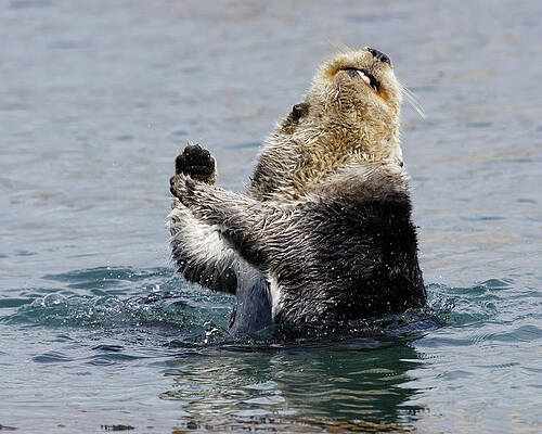 Wild Wall Art featuring the photograph Twist And Shout -- Sea Otter In Morro Bay, California by Darin Volpe