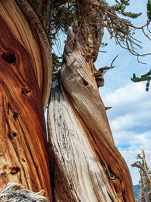 Twisted in the Wind by Joe Schofield