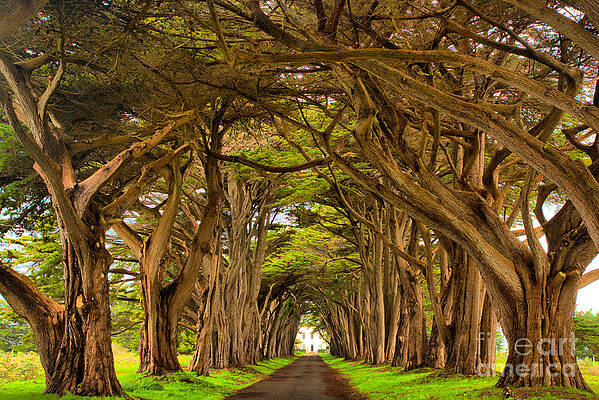 Cypress Tunnel at Point Reyes Wall Art