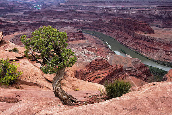 Tree Photograph - Twisted Tree by Barbara Siegel