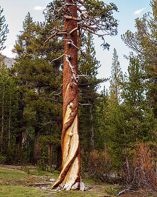 Tree Photograph - Twisted Tree by David Fountain