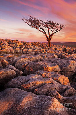 Dramatic Photograph - Twisted Tree In Limestone Pavement At Twistleton Scar,  Ingleton, Yorkshire Dales National Park,UK by Neale And Judith Clark