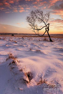 Dramatic Photograph - Twisted Tree In The Snow At Sunset, Peak District National Park, Derbyshire, England by Neale And Judith Clark