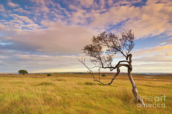 Dramatic Photograph - Twisted Tree, Peak District, England by Neale And Judith Clark
