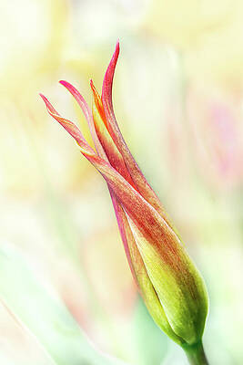 Yellow Wall Art featuring the photograph Twisting Tulip by Elvira Peretsman