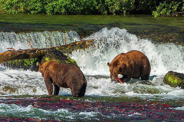 Bears Fishing at Waterfall Wall Art