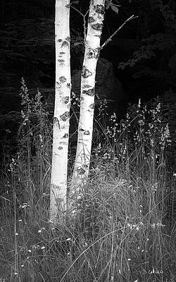 Tree Photograph - Two Birches by Jim Carlen