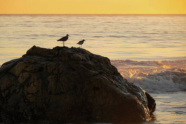 Wall Art featuring the photograph Two Birds Atop A Rock At Sunset by Matthew DeGrushe