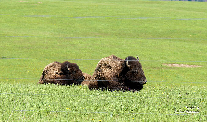 May Photograph - Two Bison Near Teanaway Creek by Tom Cochran