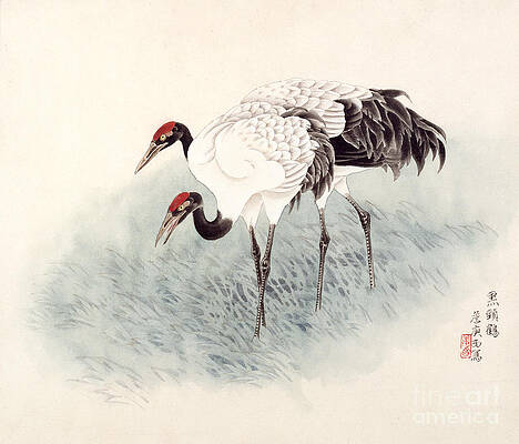 Two Black-necked Cranes Print
