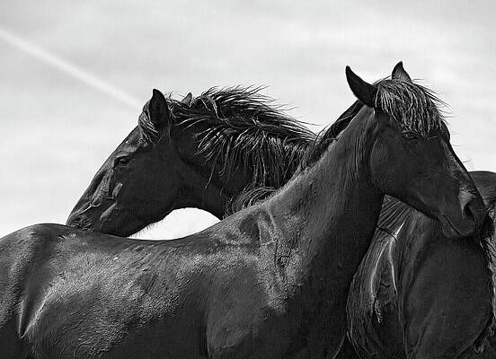 Wall Art featuring the photograph Opposing Spirits  Two Black Stallions by Waterdancer