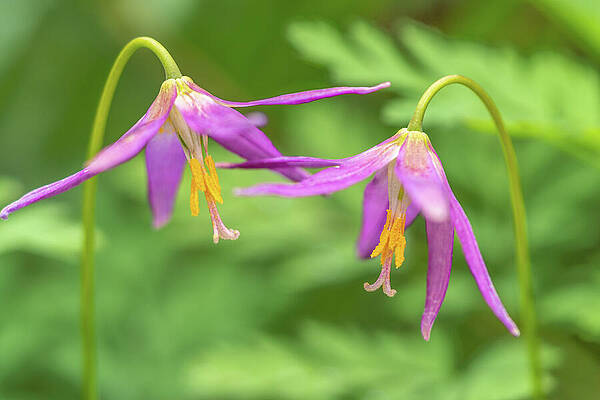 Wall Art featuring the photograph Two Blossoms Of Pink Fawn Lily by Nancy Gleason