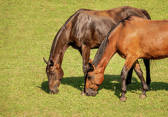 Beautiful Photograph - Two Brown Horses Grazing In A Meadow by Steven Heap
