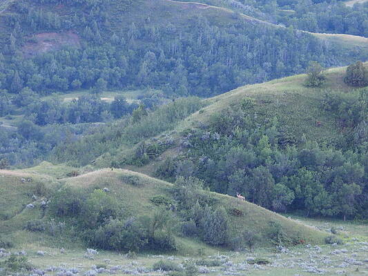 Wilderness Photograph - Two Bucks On A Ridge 3 by Amanda R Wright