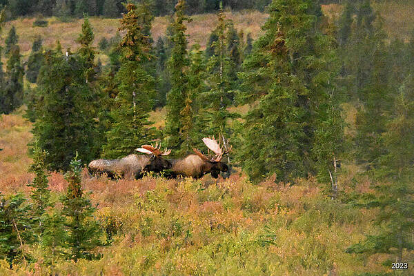 Wall Art featuring the photograph Two Bulls by Harry Banks