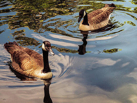 Wildlife Photograph - Two Canadian Geese Enjoying Their Reflections by Robert Niemeier