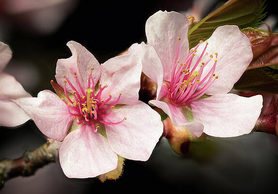 Wall Art featuring the photograph Two Cherry Blossoms by Steven Nelson