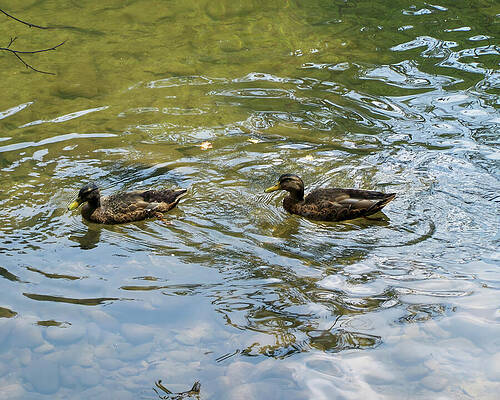 Wall Art featuring the photograph Two Ducks In Shallow Water by Flees Photos