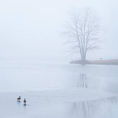Winter Wall Art featuring the photograph Two Ducks On Thin Ice by Dave King