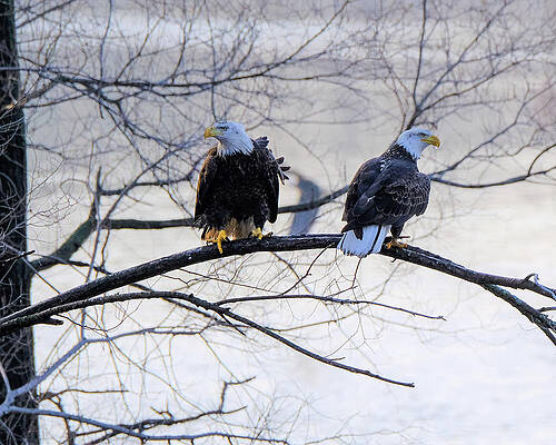 Photograph - Two Eagles In A Tree by Robert Allen Hill