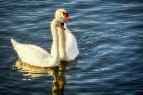 Serene Photograph - Two Floating Swans by Tatiana Travelways
