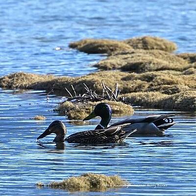 Wall Art featuring the photograph Two For Dinner by Harry Banks