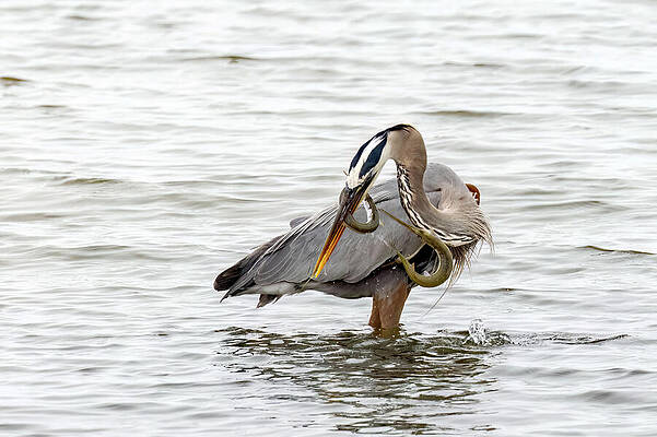 Natural Photograph - Two For One Special by Gina Fitzhugh