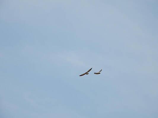 Wildlife Wall Art featuring the photograph Two Hawks In Flight by Amanda R Wright