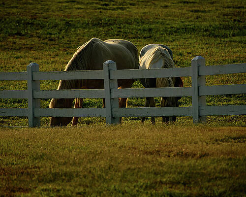Wall Art featuring the photograph Two Horses In An Enclosure by Flees Photos