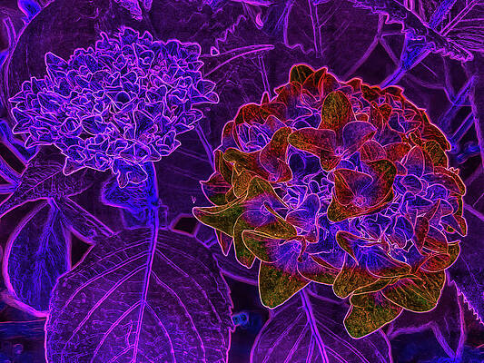 Summer Photograph - Two Hydrangea Blooms by Bruce Block